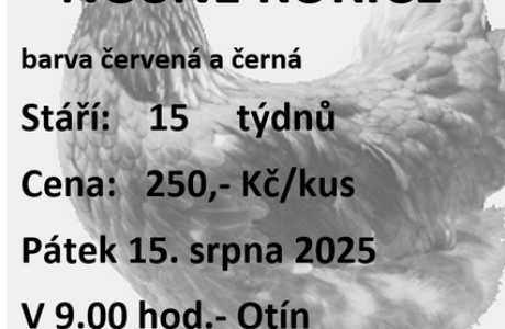 Prodej kuřic