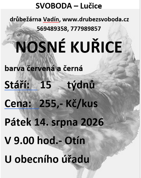 kuřice